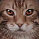 Macro Photography of a Cat