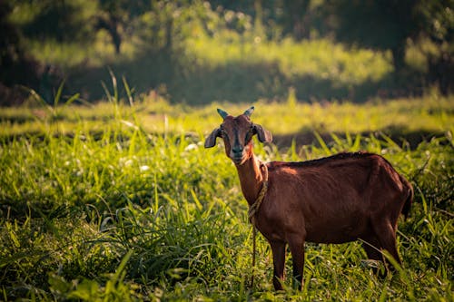 Brown Goat on Green Grass
