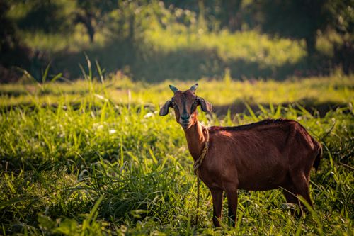 Free A lone brown goat stands gracefully amidst vibrant green grass in a serene field, radiating rustic charm. Stock Photo