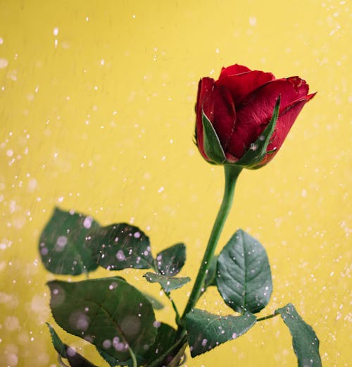 Free Red Rose in Bloom With Yellow Background Stock Photo