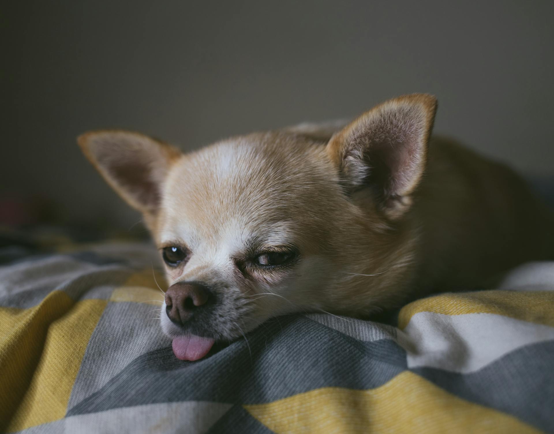 En brun chihuahua som ligger på sängen