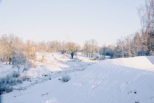 Imagine de stoc gratuită din acoperit de zăpadă, arbori, câmp
