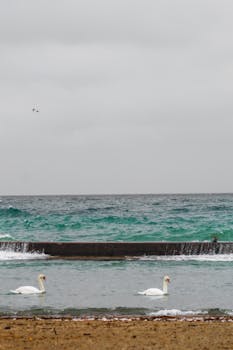 Two swans float on a serene seashore under a moody sky, captured on a Canon EOS Rebel T100.