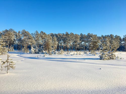 Landscape of a Field and Trees Covered in Snow in Winter Under a Blue Sky 
