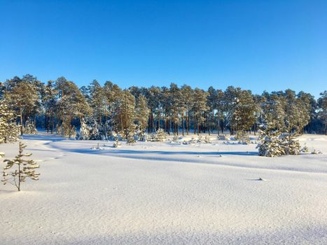 A peaceful winter landscape showcasing a snow-covered forest with clear blue skies overhead.