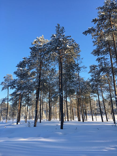 Foto d'estoc gratuïta de arbres, bosc, hivern