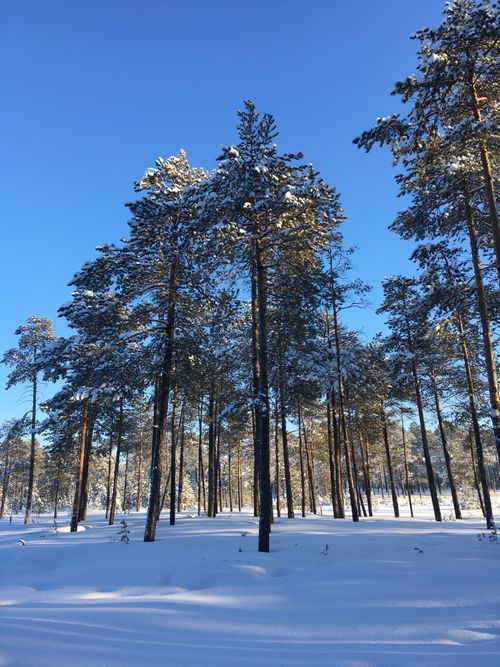 Free Tranquil winter forest with snow-laden trees under a vibrant blue sky, evoking peacefulness. Stock Photo
