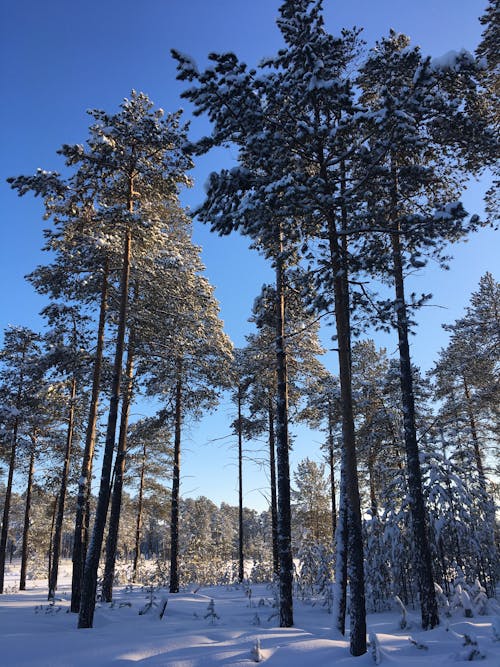 Pines in Winter Under a Blue Sky 