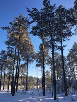 Majestic pine trees in a winter forest with snow-covered ground and a clear blue sky, creating a serene atmosphere.