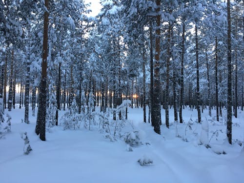grátis Foto profissional grátis de árvores, chão, coberto de neve Foto profissional