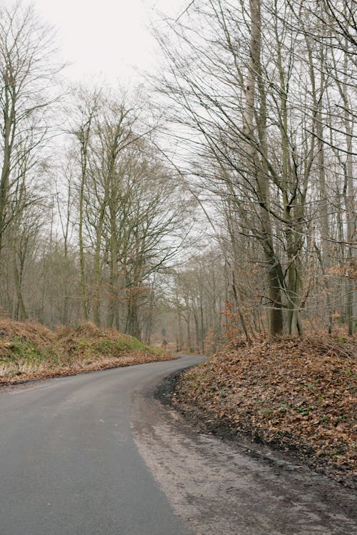 Empty Road in the Woods