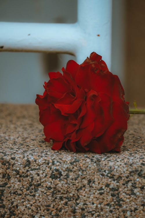 Free stock photo of red rose