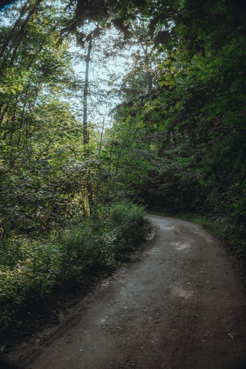 Imagine de stoc gratuită din arbori, cărare, centrale