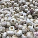 White Garlic on Brown Wooden Surface