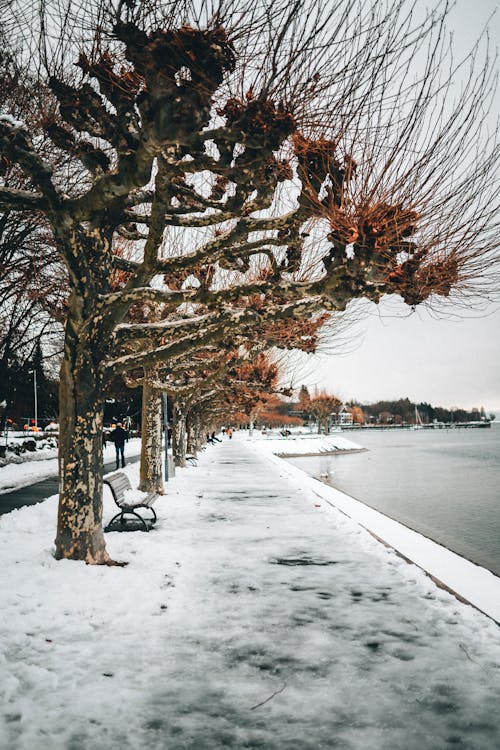 Free stock photo of avenue, bench, cold atmosphere