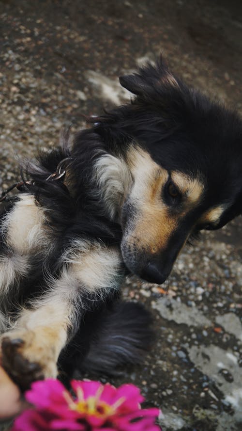Free stock photo of canidae, cute dog Stock Photo