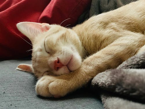 Foto stok gratis anak kucing, beristirahat, binatang