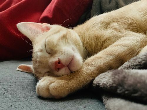Free Adorable ginger tabby kitten peacefully sleeping on a comfortable blanket. Stock Photo