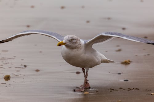 Seagull on Beach