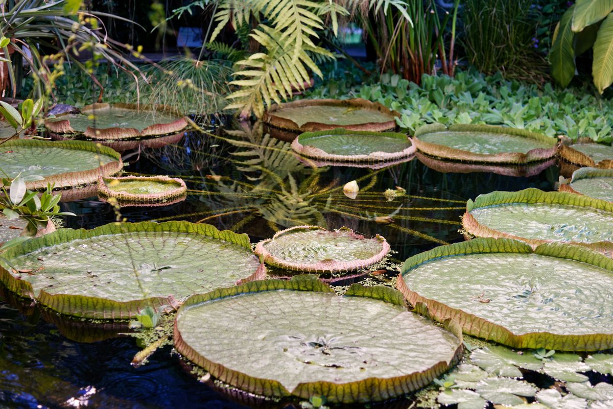 Frunze uriase rotunde de nufar amazonian plutind pe apa