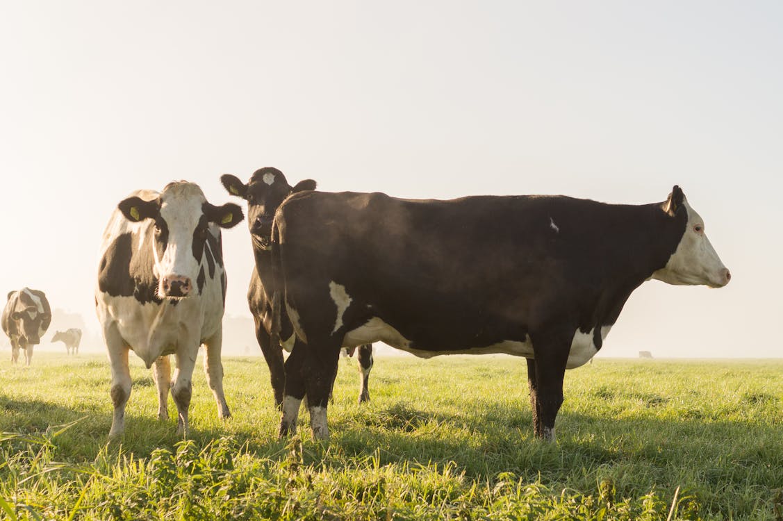 Cow's on Grass Field Under White Sky