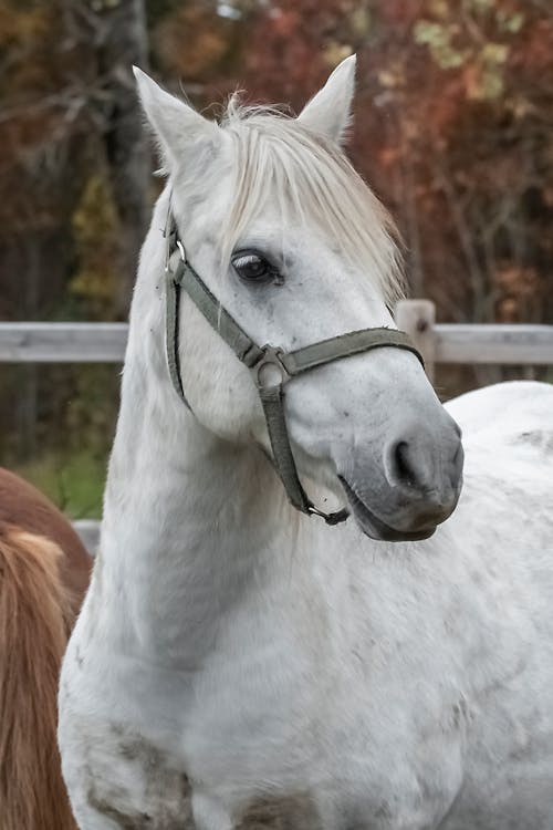 Close-up of a White Horse