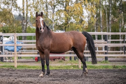 A Brown Horse Standing in a Pen