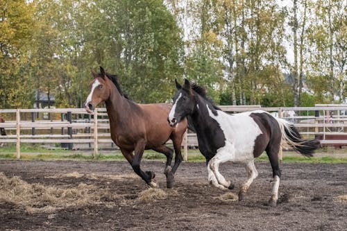 Fotobanka s bezplatnými fotkami na tému beh, dedinský, farma