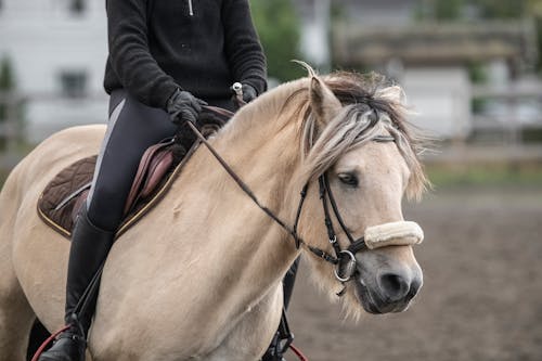 Foto d'estoc gratuïta de animal, cavall blanc, eqüestre