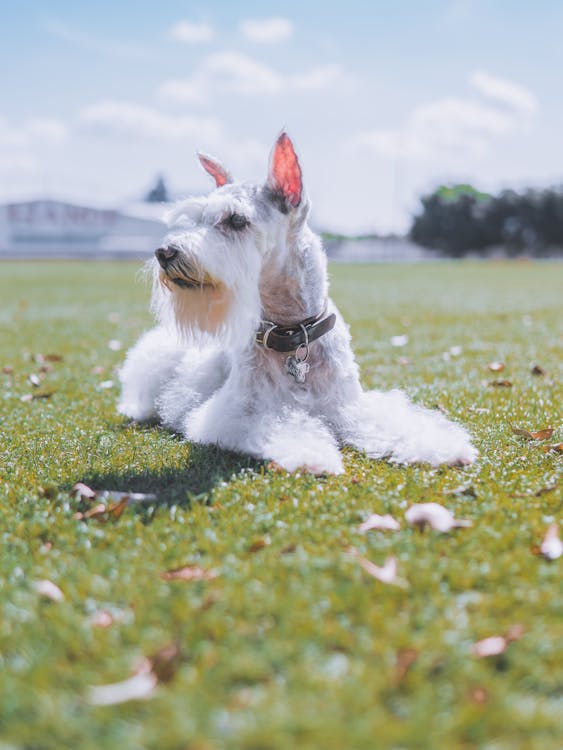 Gratis stockfoto met aan het liegen, aarde, beest