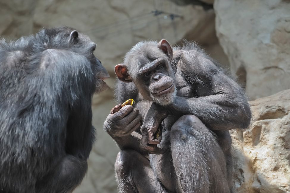 Picture for How Chimpanzee Calls Shed Light on the Mystery of Human Language