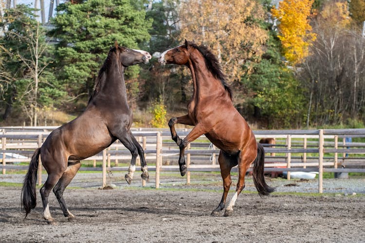 Jumping Horses On Farm