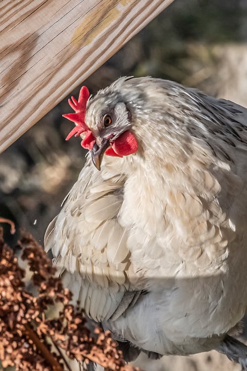 Close-up of a White Hen 