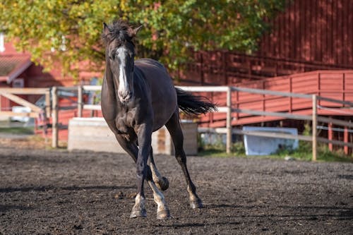 Foto profissional grátis de animal, cavalo castanho, chácara