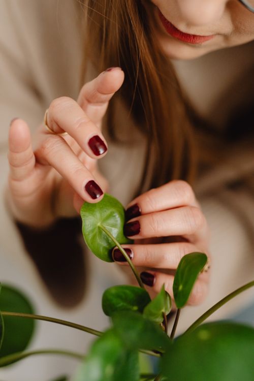Free Woman gently touching houseplant leaves, showing care and attention. Stock Photo