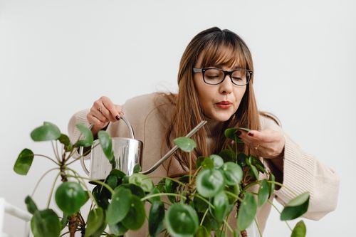 Free A woman carefully waters her Pilea plant indoors using a metal watering can. Stock Photo