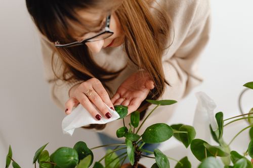 Free Woman wiping leaves of indoor plants, demonstrating careful plant care and maintenance. Stock Photo