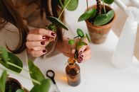 Free stock photo of basil, cooking, flora