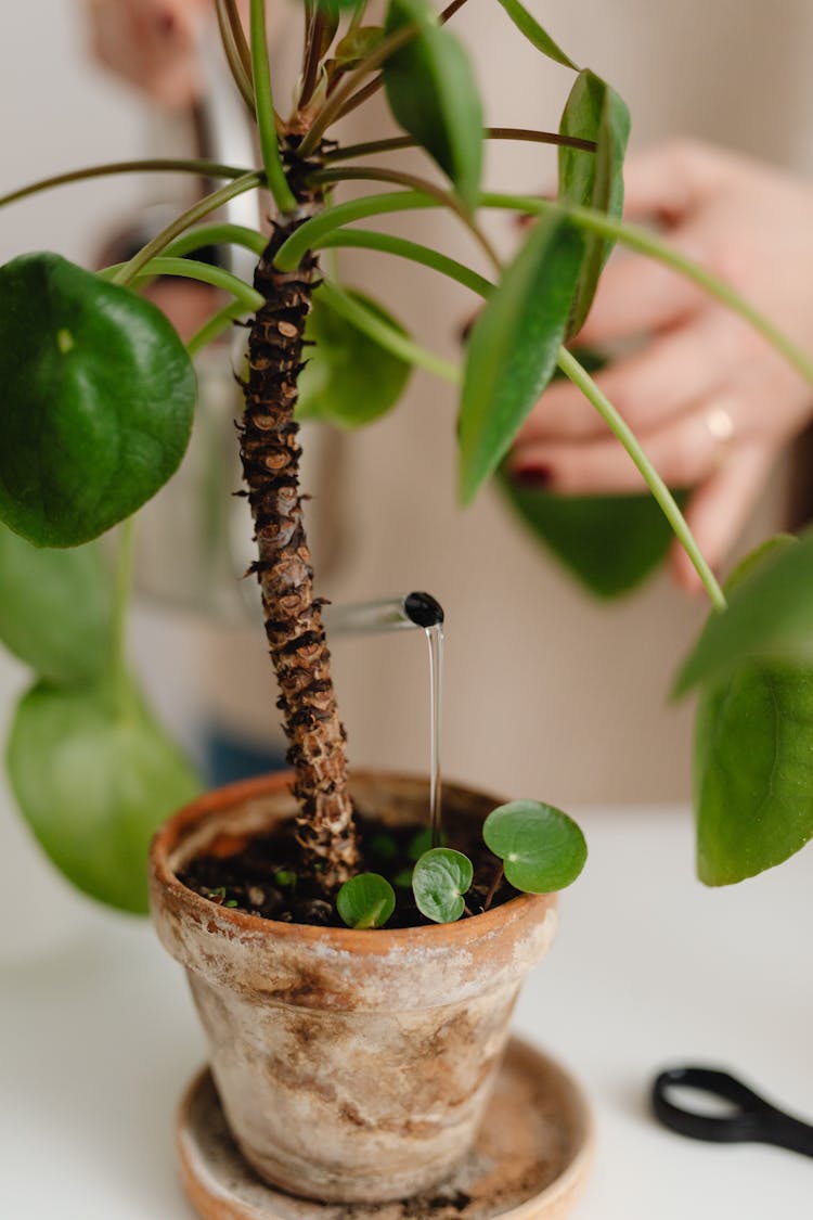 Close-up View Of Watering Houseplant