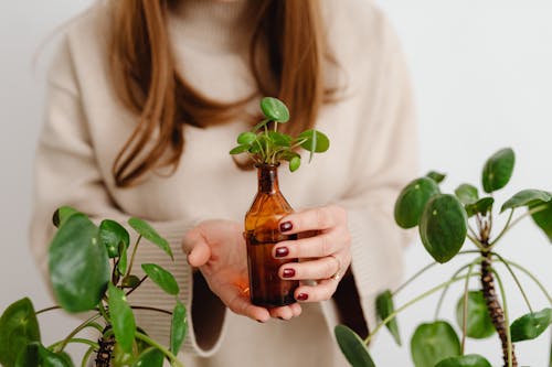 A Person in Brown Long Sleeve Shirt Holding Brown Glass Bottle with Green Plant