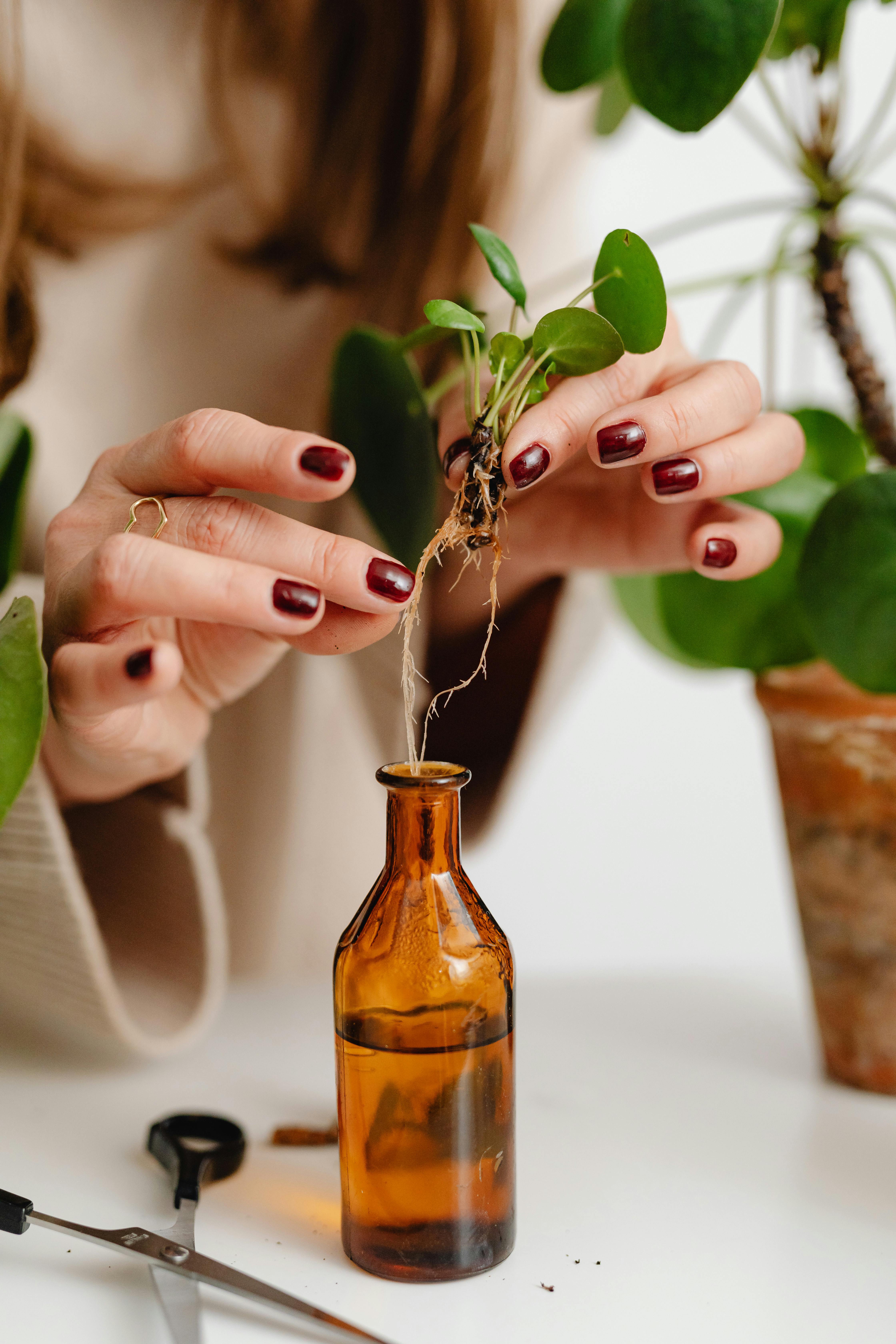 photo of a person s hands extracting a plant