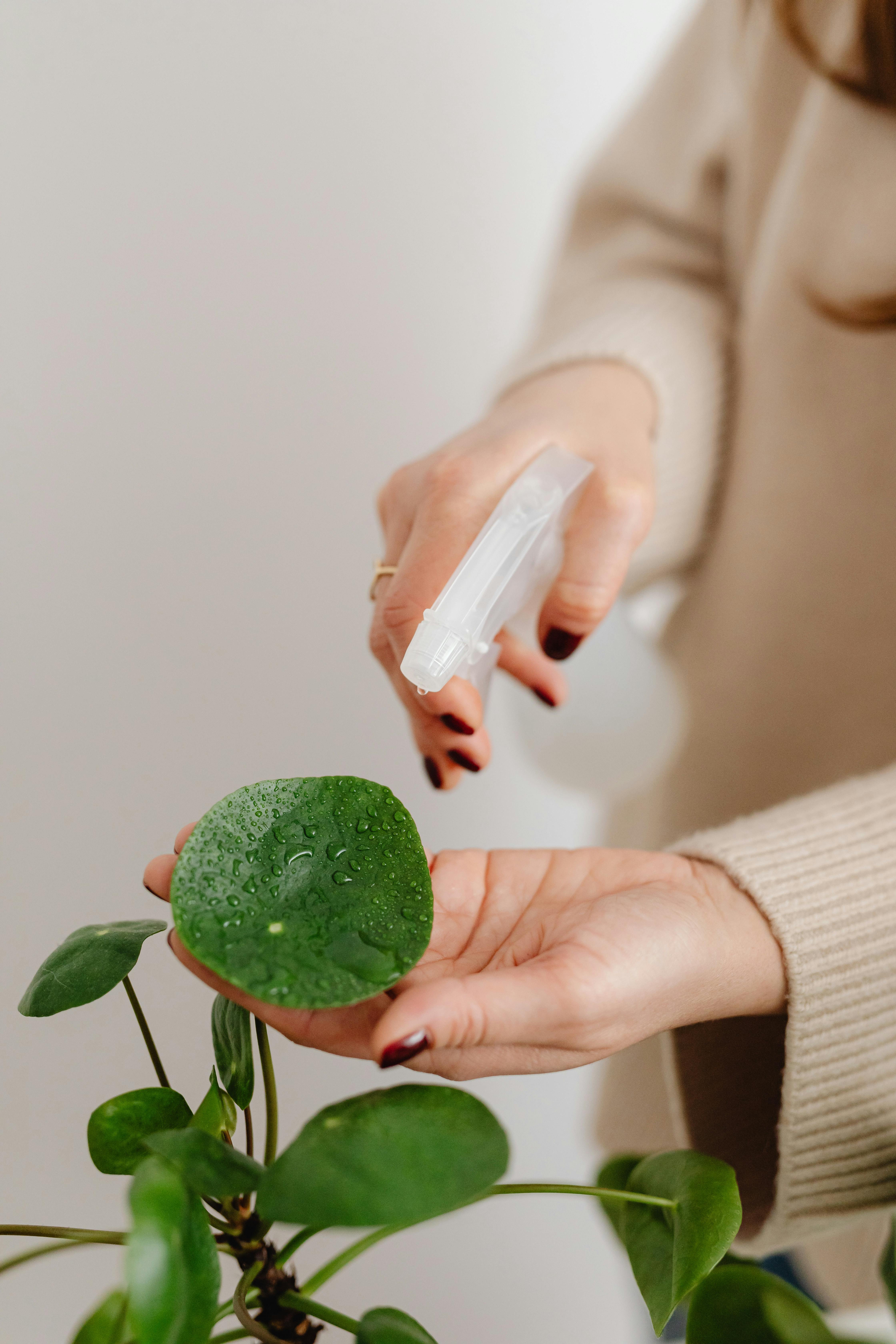 Spraying plants with organic solution