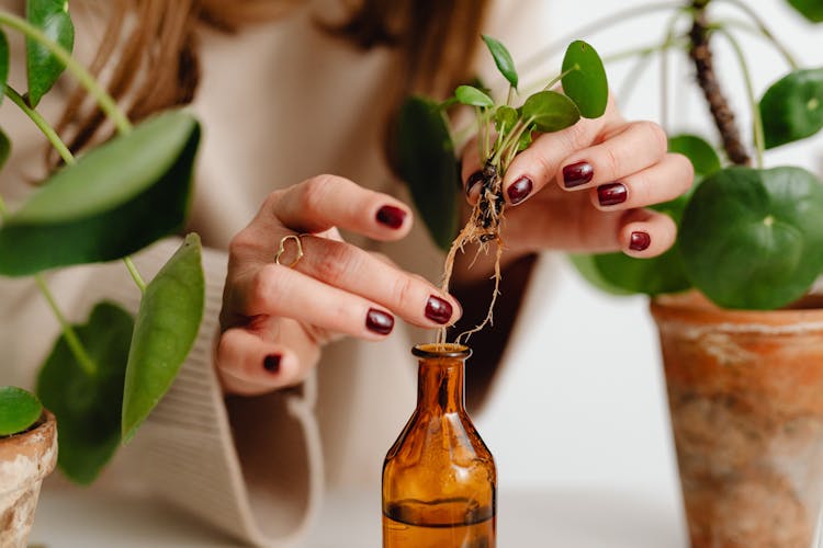 Photo Of A Person Extracting A Plant Into A Bottle