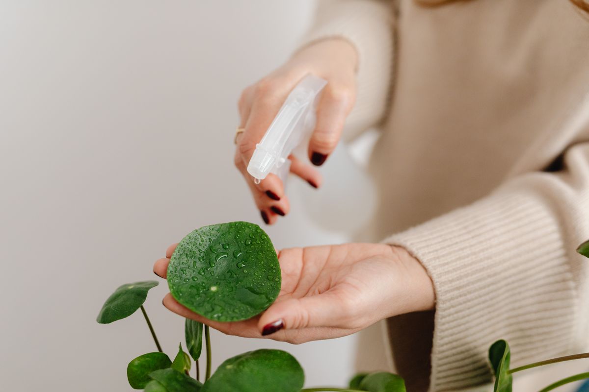 Mãos borrifando água com um pulverizador sobre a folha redonda de uma planta de interior
