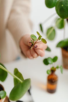 A hand delicately holds a small plant cutting, surrounded by green foliage indoors.