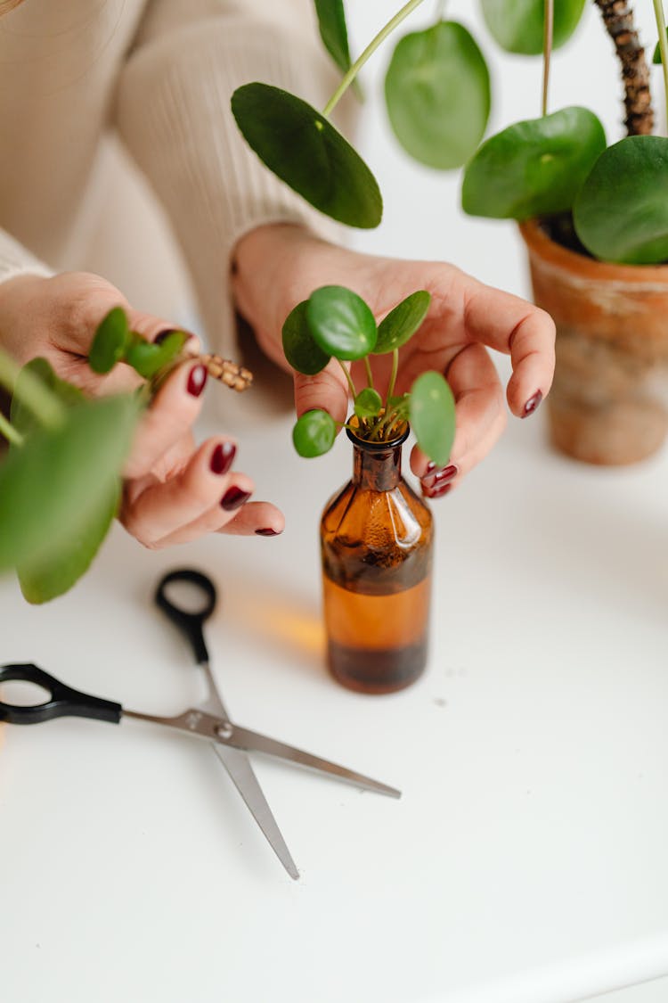 Woman Growing Seedlings In Small Bottle