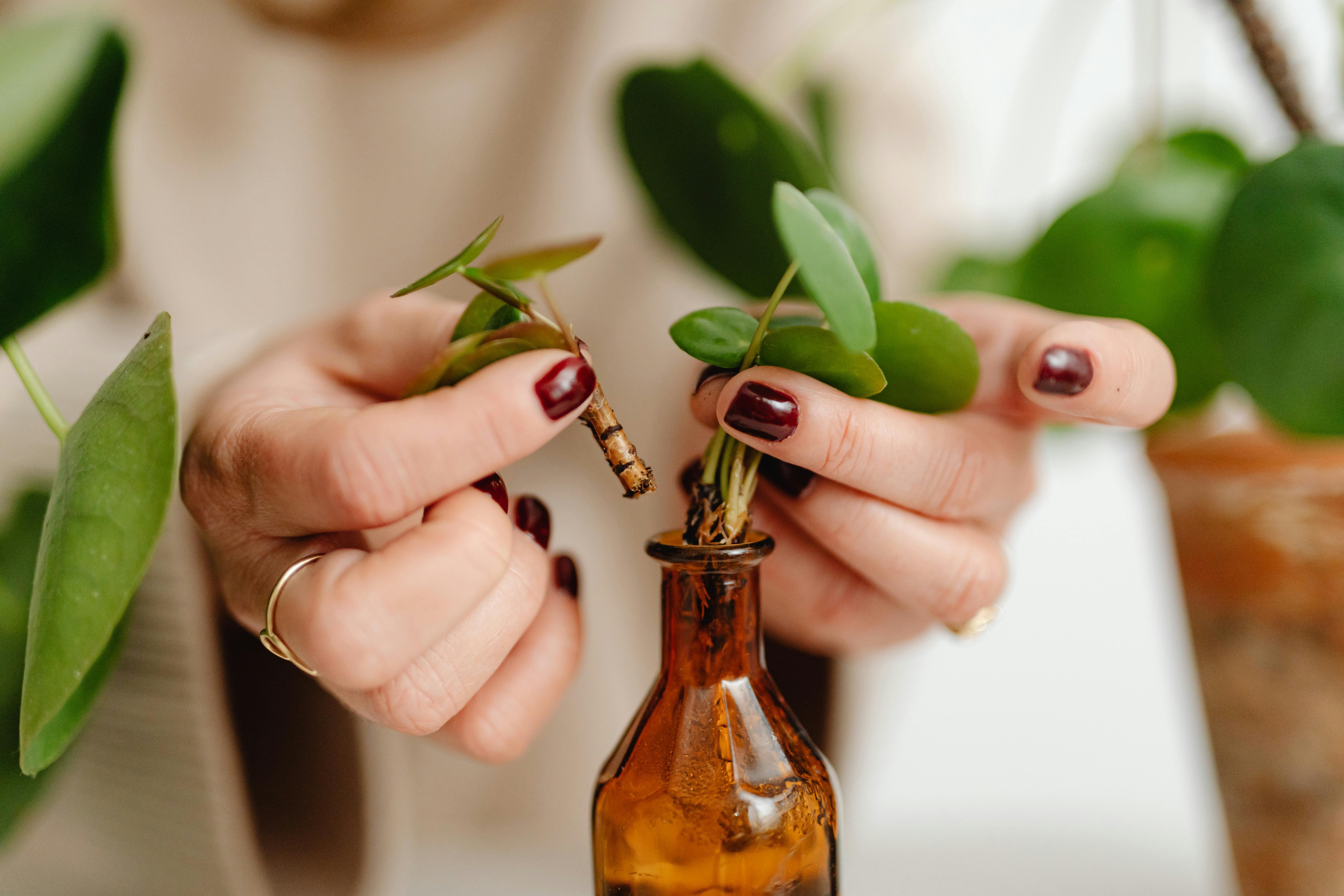 無料 パッティング, ボトル, 小枝の無料の写真素材 写真素材