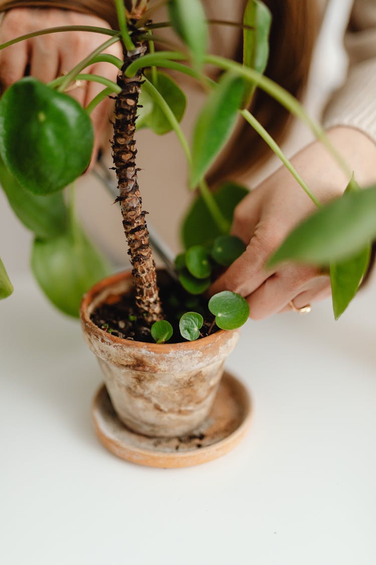 Woman Taking Care Of A Houseplant 