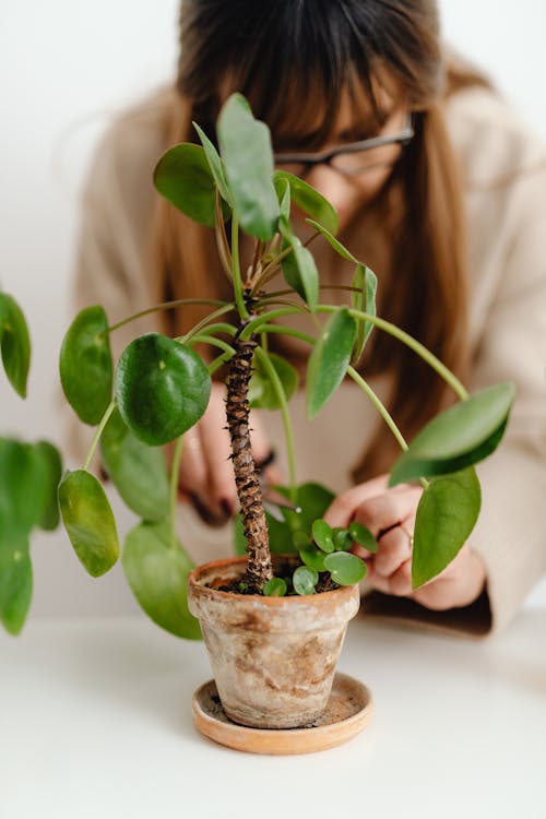 Free Woman Cutting Leaves of Houseplant Stock Photo