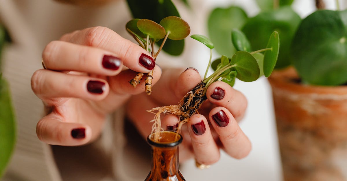 A hand holding a young plant cutting with roots in water-filled glass container.